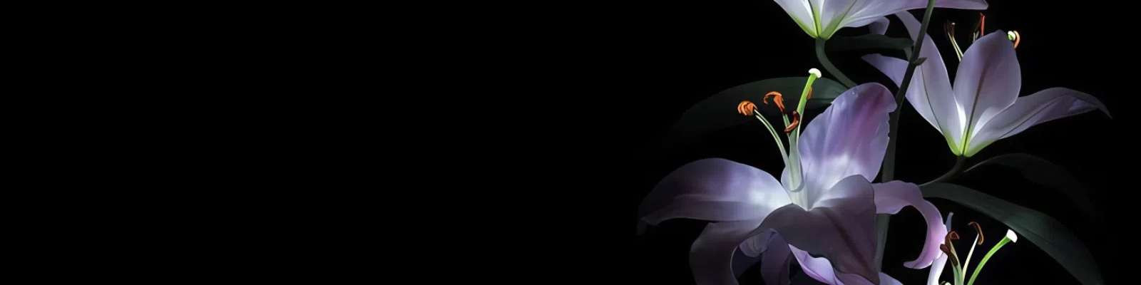 User Cover